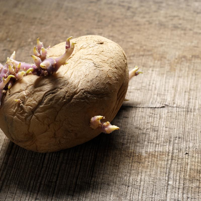 Keuringsdienst van waarde - uitlopers aardappel